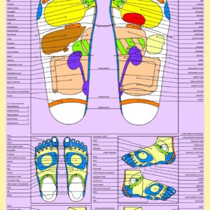 Small Colour Chart of the Reflex Areas of the Feet (10"x15")